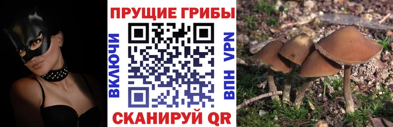 Псилоцибиновые грибы мицелий Судак