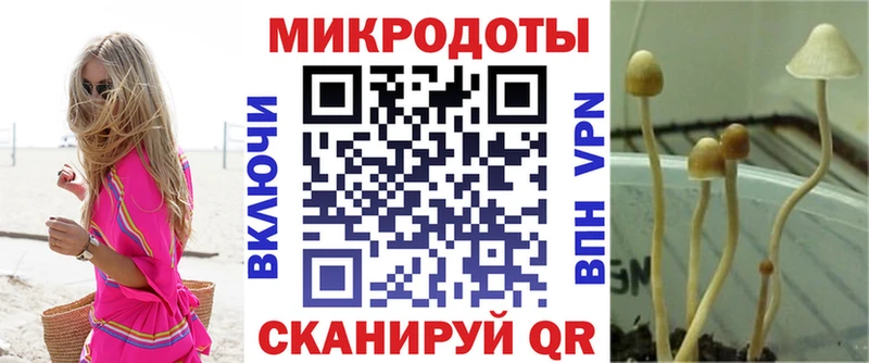сколько стоит Судак Псилоцибиновые грибы мицелий